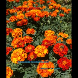 Tagetes patula always beautiful self-cleaning plant