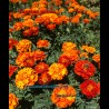 Tagetes patula always beautiful self-cleaning plant