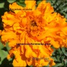 Tagetes erecta - Mexican Marigold - Seeds