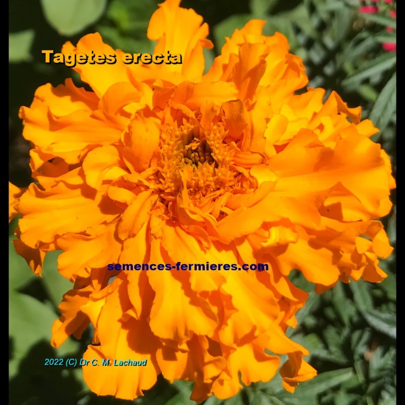 Tagetes online