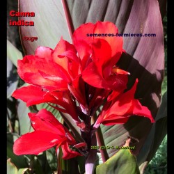 Canna Indica Rouge - Plant