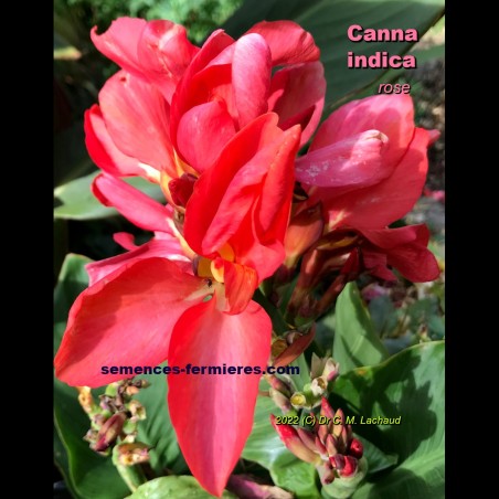 Canna indica Rose