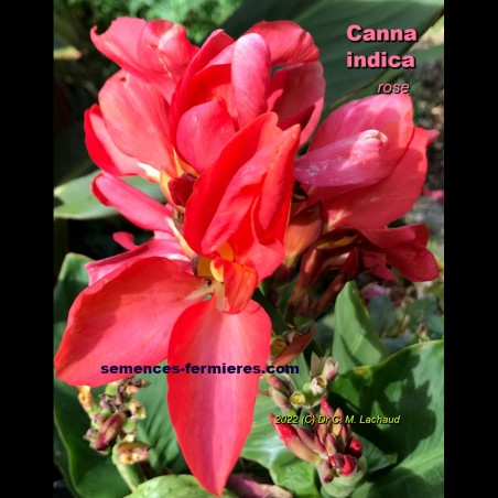 Canna indica Rose - Plant