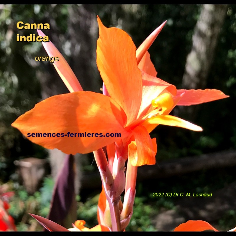 Canna indica Orange - Plant
