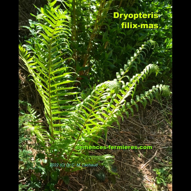 Dryopteris filix-mas - Plant