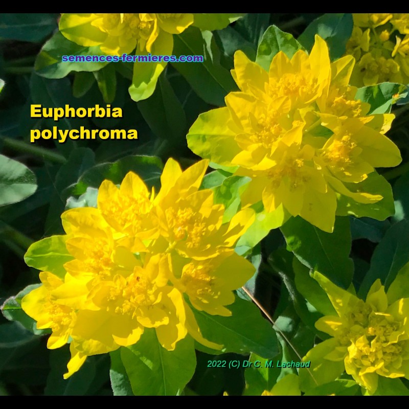 Euphorbia polychroma - Plant