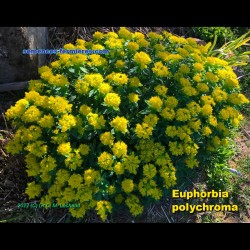 Euphorbia polychroma - Golden Spurge - Plant