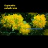 Euphorbia polychroma - Plant
