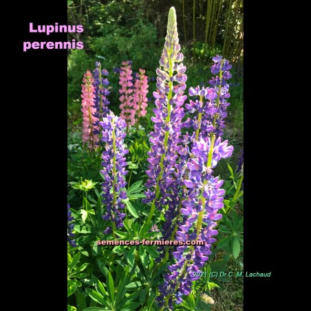 Lupinus perennis - Lupin Pérenne