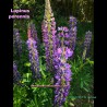 Floraison Majestueuse du Lupinus perennis