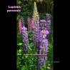 Flowers of Lupinus perennis