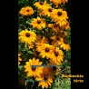 Rudbeckia hirta - Rudbeckia hérissée