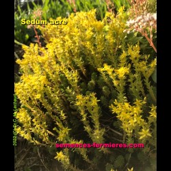 Flowers of Sedum acre