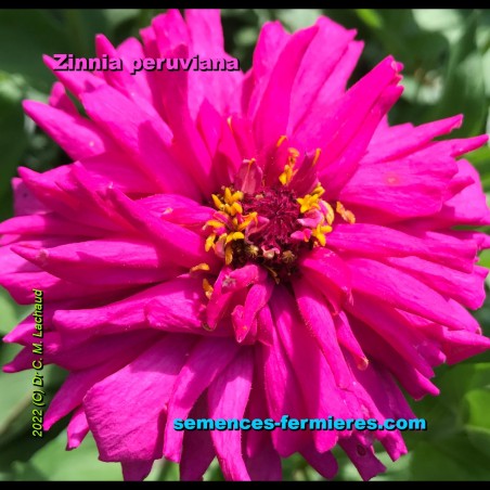 Zinnia elegans - Mexican Zinnia