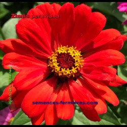 Red Zinnia elegans Mexican Zinnia