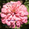 Pastel pink Zinnia elegans Mexican Zinnia