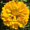 Zinnia elegans jaune vif Zinnia du Mexique