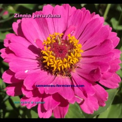 Candy pink Zinnia elegans Mexican Zinnia