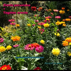 Mexican Zinnia planted with Mexican Marigold