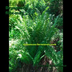 Dryopteris filix-mas is a beautiful hardy fern