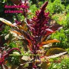 Amaranthus cruentus - Amarante paniculée - Graine