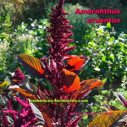Amaranthus cruentus - Amarante paniculée - Graine