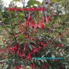 Fuchsia magellanica Fleurs Fuchsia de Magellan