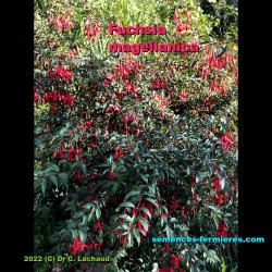 Fuchsia magellanica Hardy Fuchsia Shrub