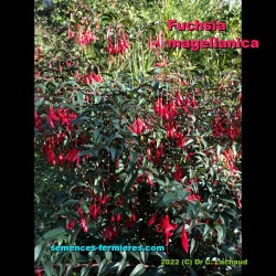 Fuchsia magellanica Hardy Fuchsia Vegetation