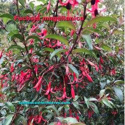 Fuchsia magellanica Hardy Fuchsia Flowering