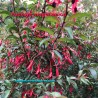 Fuchsia magellanica Hardy Fuchsia Flowering