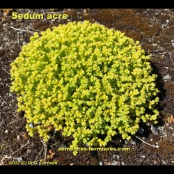 Jolie touffe de Sedum acre l'Orpin âcre