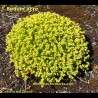 Vegetation of Sedum acre