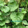 Basella alba - Malabar Spinach