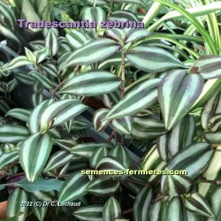 Ornamental Foliage of Tradescantia zebrina