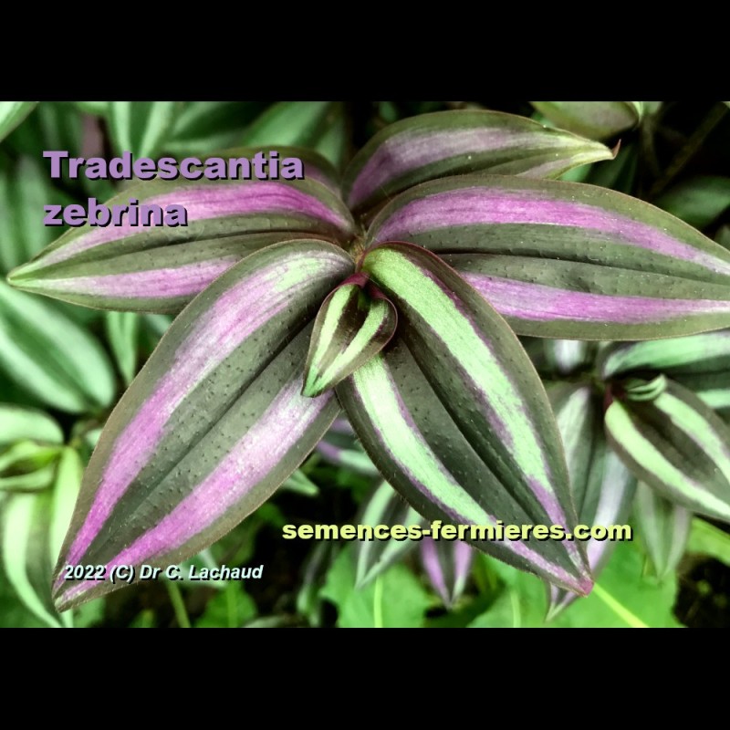 Tradescantia zebrina - Misère Zébrée