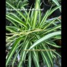 Chlorophytum comosum - Plante-Araignée - Plant