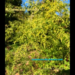 Artemisia annua - Sweet Sagewort - Annual Mugwort - Seeds