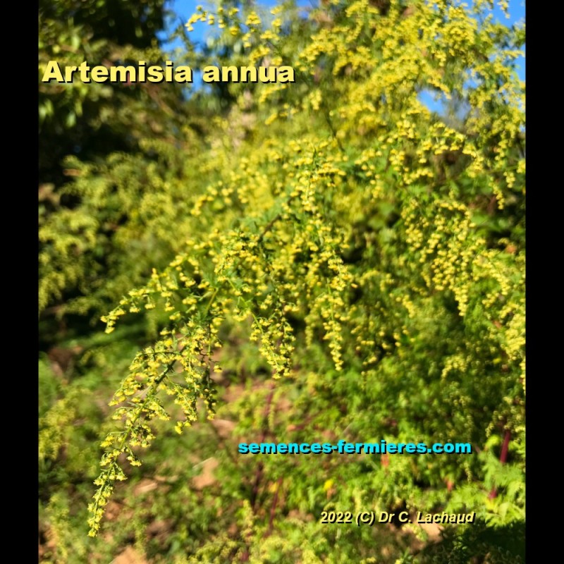 Armoise annuelle (Artemisia annua) Graines - Alsagarden