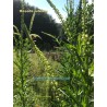 Flowers of Reseda luteola Weld