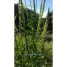 Reseda luteola - Weld