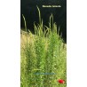 Reseda luteola Adult plants Weld