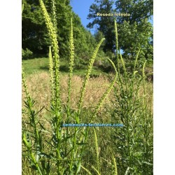 Reseda luteola flowers