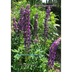 Lupinus perennis dark purple variant