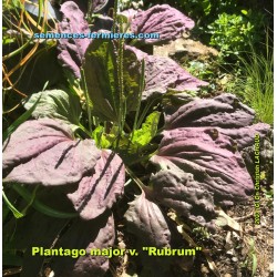 Plantain a Feuilles Rouges