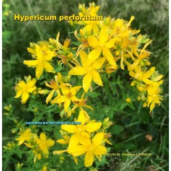 St. John's Wort blooming