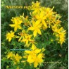 St. John's Wort blooming