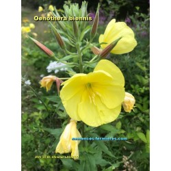 Oenothera biennis graines d'Onagre