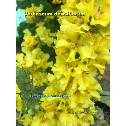 Épis de Verbascum densiflorum