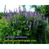 Lupinus perennis formant un massif haut spectaculaire